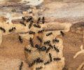 Extermination Boisbriand extermination de fourmis