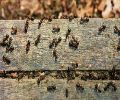 Exterminateur de fourmis à Boisbriand