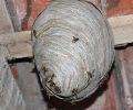 Problème de nid de guêpe à Boisbriand