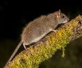 Extermination rats Boisbriand